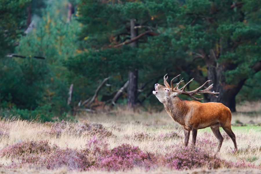 Wandelroute Veluwe
