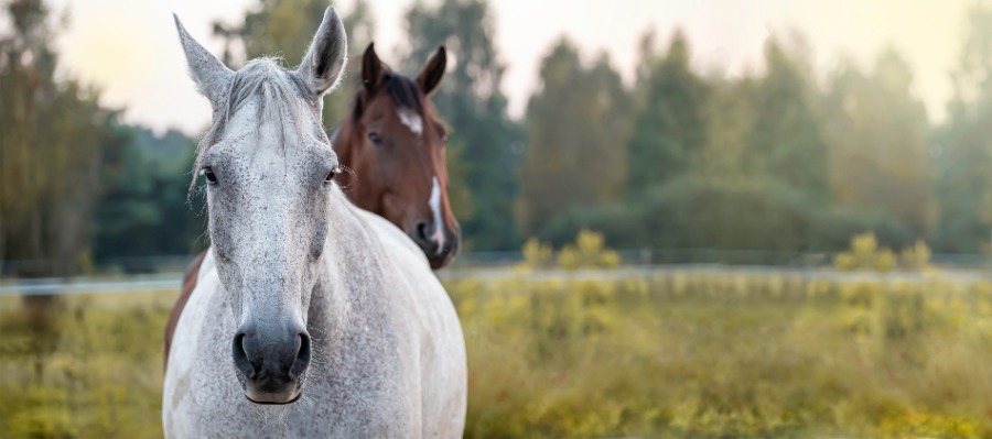 Stiphoutse Hoeve