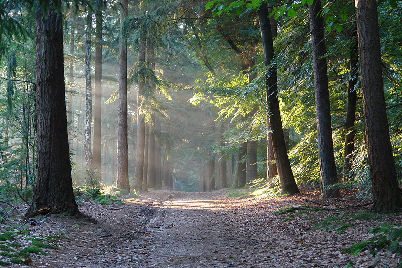 Kaapse Bossen en Uitkijktoren